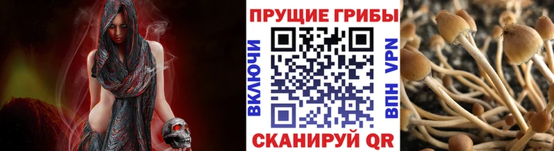 Купить где  Балашиха  Галлюциногенные грибы GOLDEN TEACHER 